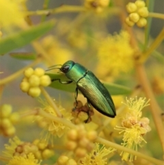 Melobasis obscurella at Yarralumla, ACT - 3 Sep 2020