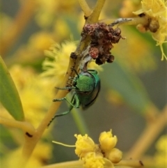 Melobasis obscurella at Yarralumla, ACT - 3 Sep 2020