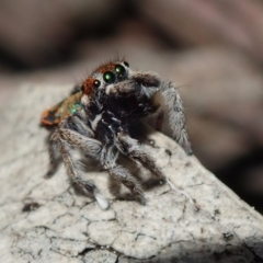 Maratus calcitrans (Kicking peacock spider) at Wee Jasper, NSW - 4 Sep 2020 by Laserchemisty