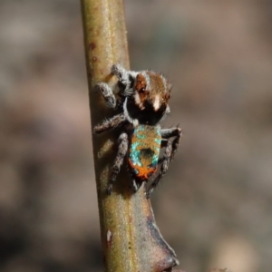 Maratus calcitrans at Wee Jasper, NSW - 4 Sep 2020