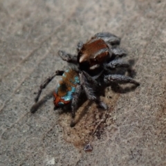 Maratus calcitrans at Wee Jasper, NSW - suppressed