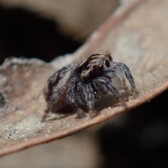 Maratus calcitrans at Wee Jasper, NSW - suppressed