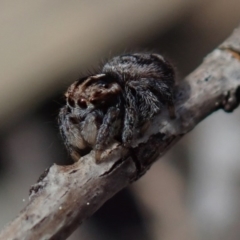 Maratus calcitrans at Wee Jasper, NSW - suppressed