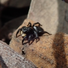 Salticidae sp. 'Golden palps' (Unidentified jumping spider) at Wee Jasper, NSW - 4 Sep 2020 by Laserchemisty