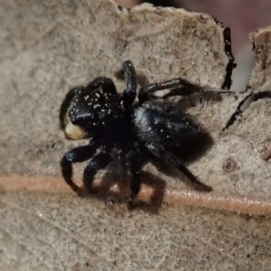 Salticidae sp. 'Golden palps' at Wee Jasper, NSW - 4 Sep 2020 11:49 AM