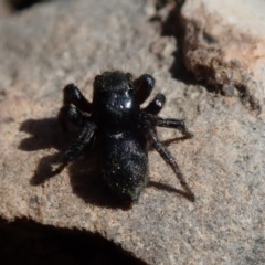 Salticidae sp. 'Golden palps' at Wee Jasper, NSW - 4 Sep 2020