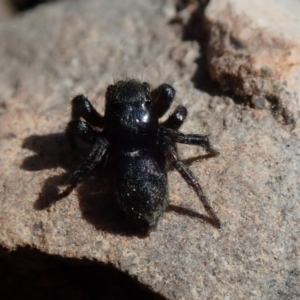 Salticidae sp. 'Golden palps' at Wee Jasper, NSW - 4 Sep 2020 11:49 AM