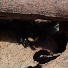 Salticidae sp. 'Golden palps' at Wee Jasper, NSW - 4 Sep 2020