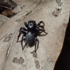 Salticidae sp. 'Golden palps' at Wee Jasper, NSW - 4 Sep 2020 11:49 AM