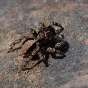 Euophryinae sp.(Undescribed) (subfamily) at Wee Jasper, NSW - 4 Sep 2020