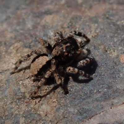 Euophryinae sp.(Undescribed) (subfamily) (A jumping spider) at Wee Jasper, NSW - 4 Sep 2020 by Laserchemisty