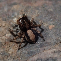 Euophryinae sp.(Undescribed) (subfamily) at Wee Jasper, NSW - 4 Sep 2020