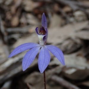 Cyanicula caerulea at Wee Jasper, NSW - suppressed