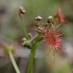 Drosera auriculata (Tall Sundew) at Wee Jasper, NSW - 4 Sep 2020 by Laserchemisty