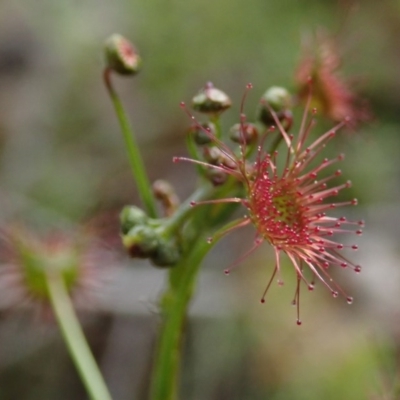 Drosera auriculata (Tall Sundew) at Wee Jasper, NSW - 4 Sep 2020 by Laserchemisty