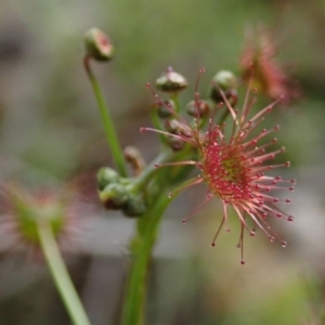 Drosera auriculata at Wee Jasper, NSW - 4 Sep 2020