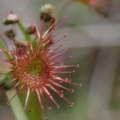 Drosera auriculata at Wee Jasper, NSW - 4 Sep 2020 12:49 PM