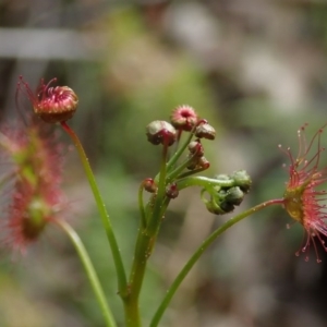 Drosera auriculata at Wee Jasper, NSW - 4 Sep 2020