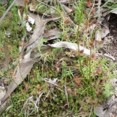 Drosera auriculata at Wee Jasper, NSW - 4 Sep 2020 12:49 PM