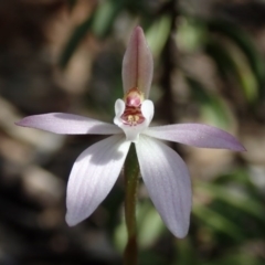 Caladenia fuscata (Dusky Fingers) at Wee Jasper, NSW - 4 Sep 2020 by Laserchemisty