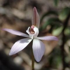 Caladenia fuscata at Wee Jasper, NSW - suppressed