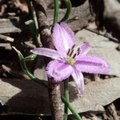 Thysanotus patersonii (Twining Fringe Lily) at Wee Jasper, NSW - 4 Sep 2020 by Laserchemisty