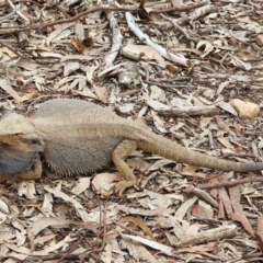 Pogona barbata (Eastern Bearded Dragon) at Point 4465 - 4 Sep 2020 by shoko