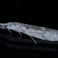 Leptoceridae sp. (family) at Ainslie, ACT - 3 Sep 2020