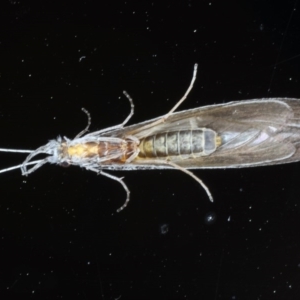 Leptoceridae sp. (family) at Ainslie, ACT - 3 Sep 2020