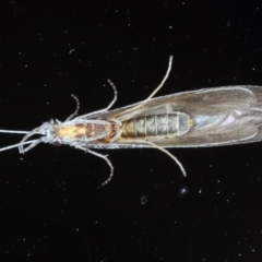 Leptoceridae sp. (family) at Ainslie, ACT - 3 Sep 2020