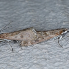 Achyra affinitalis (Cotton Web Spinner, Pyraustinae) at Ainslie, ACT - 3 Sep 2020 by jb2602