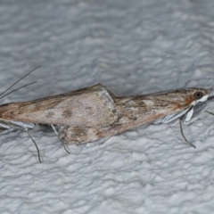 Achyra affinitalis (Cotton Web Spinner) at Ainslie, ACT - 3 Sep 2020 by jbromilow50