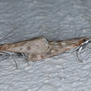 Achyra affinitalis at Ainslie, ACT - 3 Sep 2020