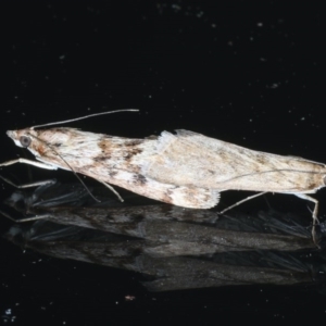 Achyra affinitalis at Ainslie, ACT - 3 Sep 2020