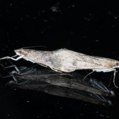 Achyra affinitalis at Ainslie, ACT - 3 Sep 2020