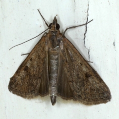 Achyra affinitalis (Cotton Web Spinner) at Ainslie, ACT - 3 Sep 2020 by jb2602