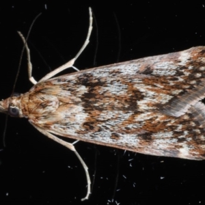 Achyra affinitalis at Ainslie, ACT - 3 Sep 2020