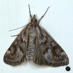 Achyra affinitalis at Ainslie, ACT - 3 Sep 2020