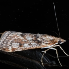 Achyra affinitalis at Ainslie, ACT - 3 Sep 2020