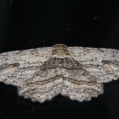 Ectropis excursaria (Common Bark Moth) at Ainslie, ACT - 3 Sep 2020 by jbromilow50