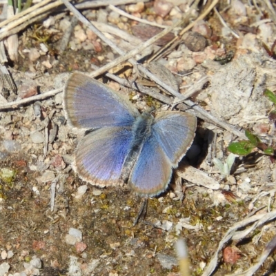 Zizina otis (Common Grass-Blue) at Mount Taylor - 29 Aug 2020 by MatthewFrawley