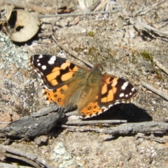 Vanessa kershawi (Australian Painted Lady) at Mount Taylor - 29 Aug 2020 by MatthewFrawley