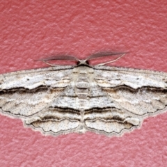 Euphronarcha luxaria (Striated Bark Moth) at Ainslie, ACT - 3 Sep 2020 by jbromilow50