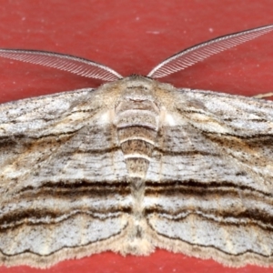 Euphronarcha luxaria at Ainslie, ACT - 3 Sep 2020