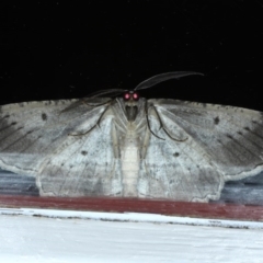 Euphronarcha luxaria at Ainslie, ACT - 3 Sep 2020