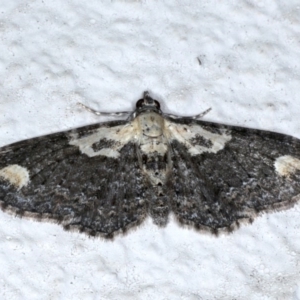 Pasiphilodes testulata at Ainslie, ACT - 3 Sep 2020