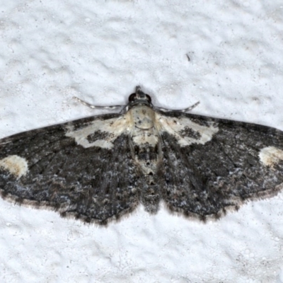 Pasiphilodes testulata (Pome looper) at Ainslie, ACT - 3 Sep 2020 by jbromilow50