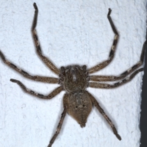 Neosparassus calligaster at Ainslie, ACT - 3 Sep 2020