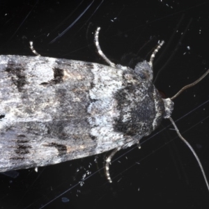 Thoracolopha verecunda at Ainslie, ACT - 3 Sep 2020