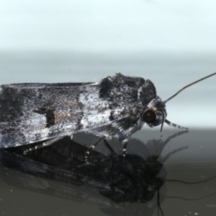 Thoracolopha verecunda at Ainslie, ACT - 3 Sep 2020